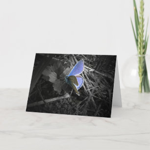 blue butterfly greeting card