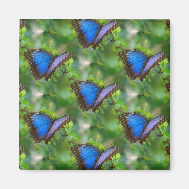 Blue Butterfly Magnet (Front)