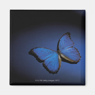 Blue butterfly magnet