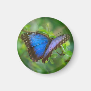 Blue Butterfly Magnet