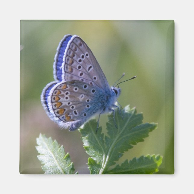 blue butterfly magnet (Front)