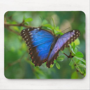 Blue Butterfly Mouse Pad