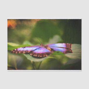 Blue Butterfly Nature Close Up Decoupage Tissue Paper