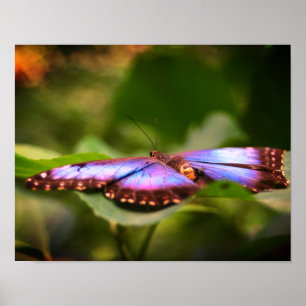 Blue Butterfly Nature Close Up Tint Poster