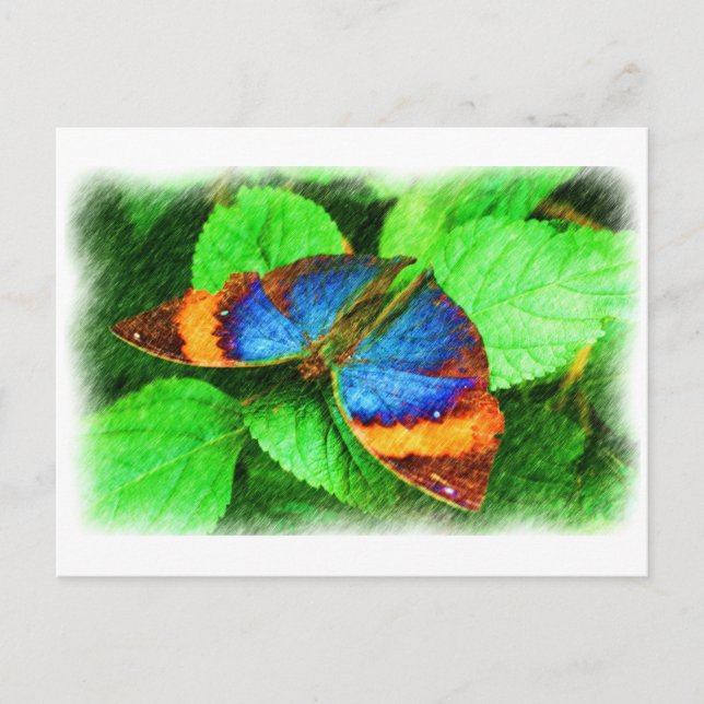 Blue Butterfly Pencil Art Postcard (Front)