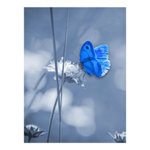 Blue butterfly photo print