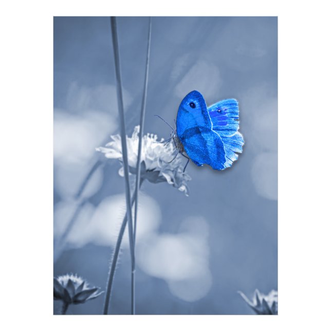 Blue butterfly photo print (Front)