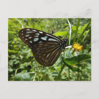 Blue butterfly postcard