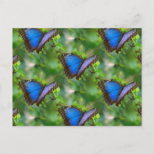 Blue Butterfly Postcard