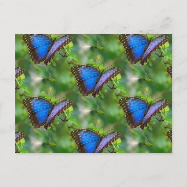 Blue Butterfly  Postcard (Front)