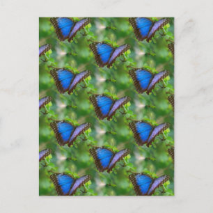 Blue Butterfly  Postcard