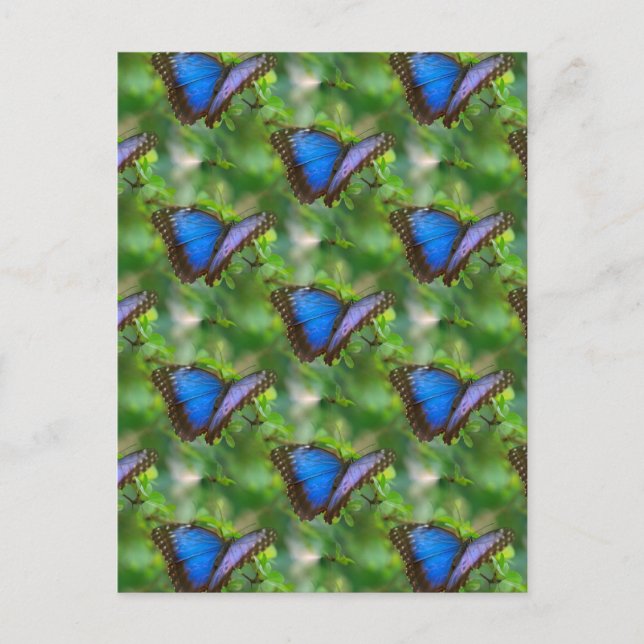 Blue Butterfly  Postcard (Front)