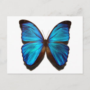 Blue Butterfly Postcard