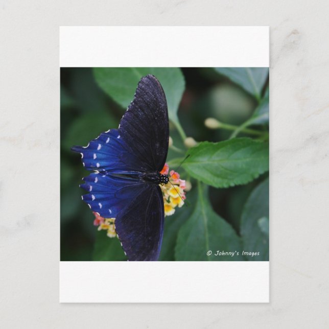 Blue Butterfly Postcard (Front)