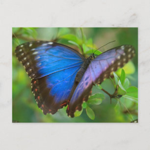 Blue Butterfly Postcard