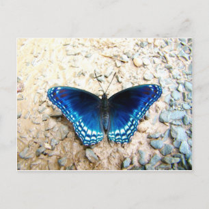 Blue Butterfly Postcard