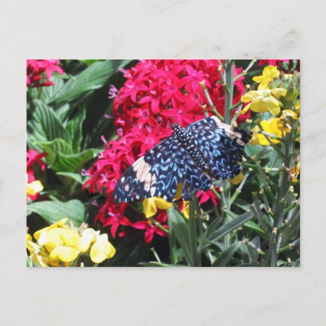 Blue Butterfly Postcard Colourful Flowers (Front)