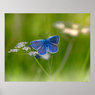 Blue Butterfly Poster