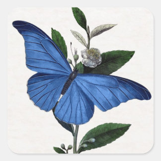 Blue Butterfly Square Sticker