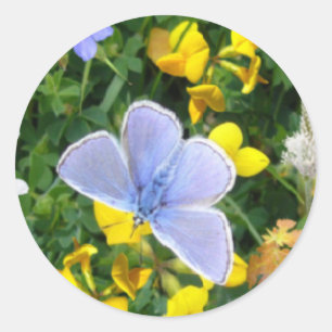 BLUE BUTTERFLY Sticker