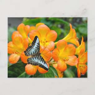 Blue butterfly with Tropical Rhododendron Holiday Postcard