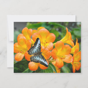 Blue butterfly with Tropical Rhododendron Postcard