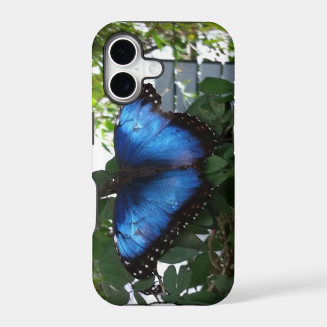 BLUE BUTTERLY (Back)