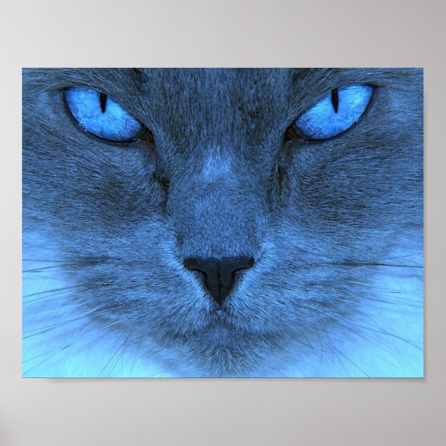 Blue Cat Poster (Front)
