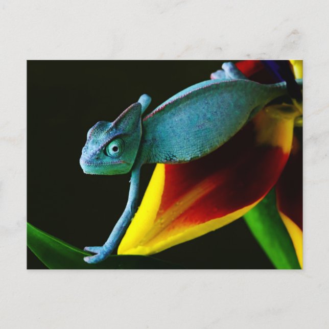 Blue Chameleon Postcard (Front)