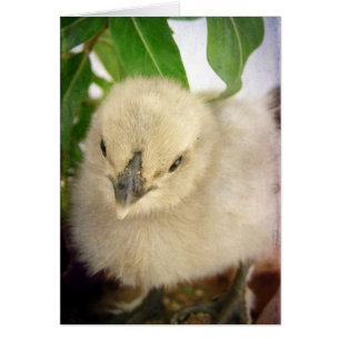 Blue Chick All Occasion Blank Greeting Card