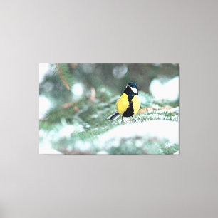 Blue Chickadee On Green Spruce Tree Canvas Print
