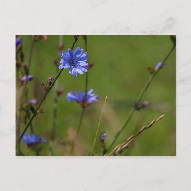 Blue chicory on green meadow. postcard (Front)