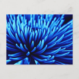 Blue Chrysanthemum flower art postcard