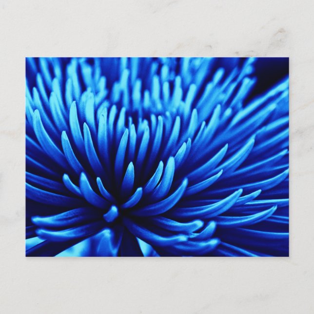 Blue Chrysanthemum flower art postcard (Front)