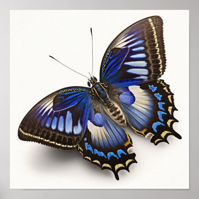 Blue Clipper Butterfly Art Print Poster (Front)