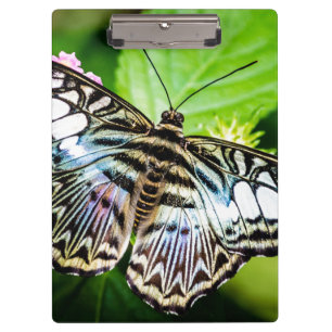Blue Clipper Butterfly Clipboard