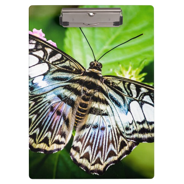 Blue Clipper Butterfly Clipboard (Front)