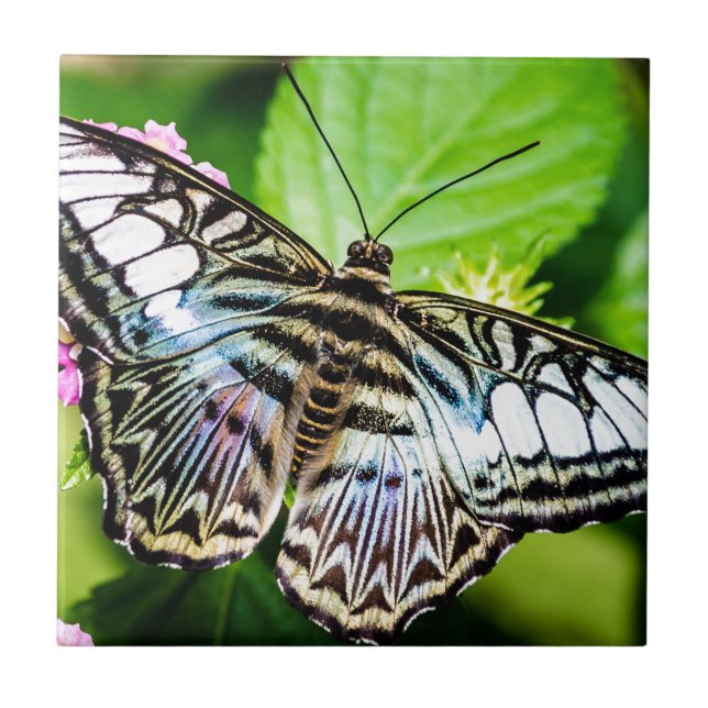 Blue Clipper Tile (Front)