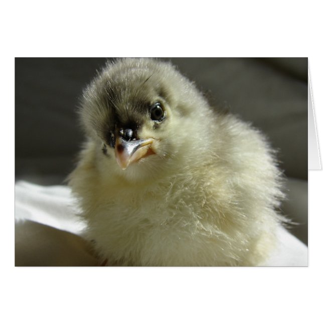 Blue Cochin Chick (Front Horizontal)