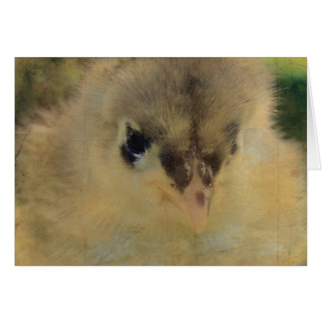 Blue Cochin Chick (Front Horizontal)