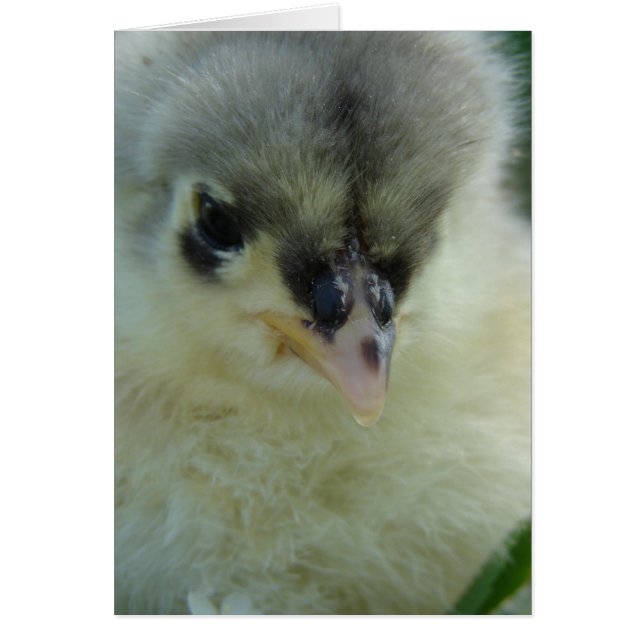 Blue Cochin Chick (Front)