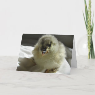 Blue Cochin Chick Card
