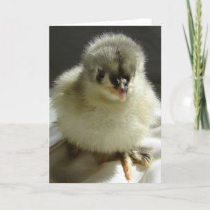 Blue Cochin Chick Card