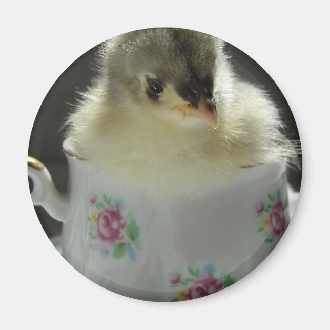 Blue Cochin Chick in Teacup Magnet (Front)
