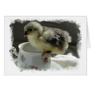 Blue Cochin Chick on Teacup With Border