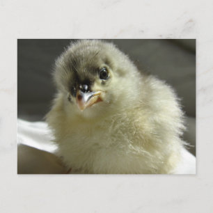 Blue Cochin Chick Postcard