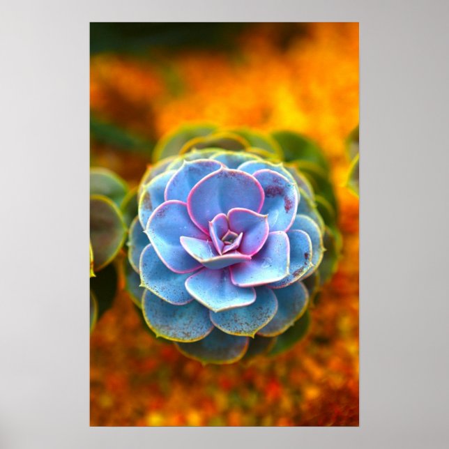 Blue Coloured Echeveria Poster (Front)