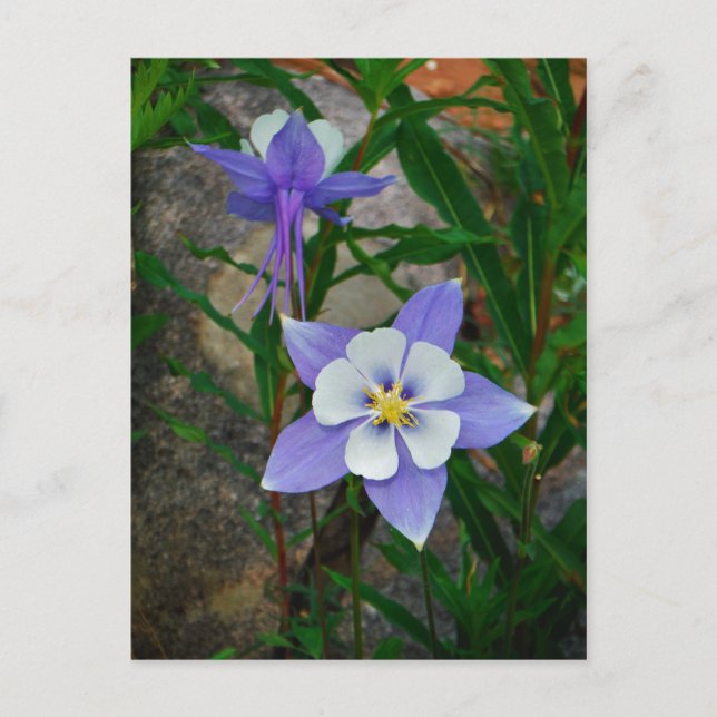 Blue columbine postcard (Front)