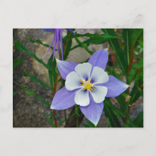 Blue columbine postcard