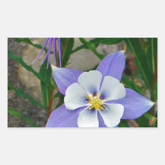 Blue columbine rectangular sticker (Front)